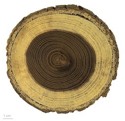 Morus alba, white mulberry wood. Muséum de Toulouse, Toulouse, France. - MHNT