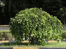 Morus alba - Tehran