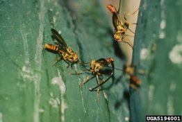 Papaya Fruit Fly