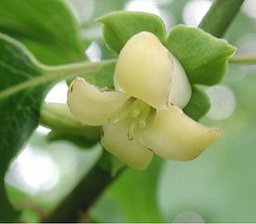Persimmon flower