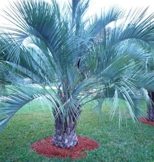 Credit: Green Deane, Eat The Weeds Pindo Palm, Jelly Palm