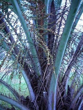 Credit: Green Deane, Eat The Weeds Look for short spines on each side of the frond
