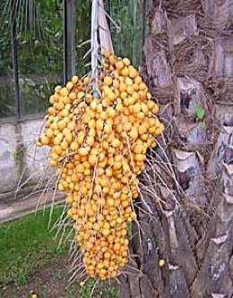 Credit: Green Deane, Eat The Weeds Ripe Pindo Palm fruit