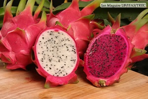 Credit: © Ian Maguire UF/IFAS/TREC Comparing White and Red Varieties