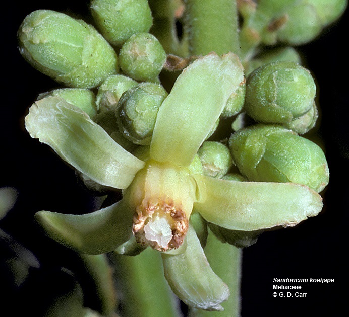 Inflorescense close-up