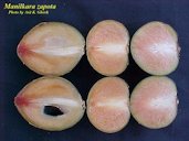 Sapodilla cross sections