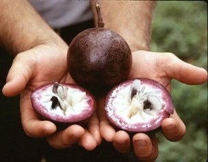 Fruit and opened fruit