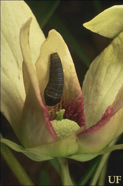 Young larva of zebra swallowtail, Eurytides marcellus (Cramer), in Asimina angustifolia Raf. flower.