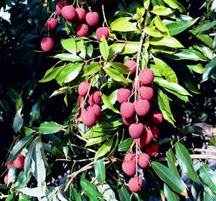 Credit: Bill Mee & Krystal Folino Perfect Ripe Brewster Lychees