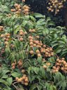 Dimocarpus longan, Shanwei, Guangdong Province, China