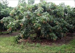 'Kohala' tree