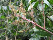 Symptoms on panicles