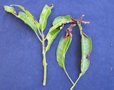 Anthracnose symptoms on leaves
