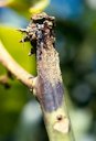 Symptoms on stem