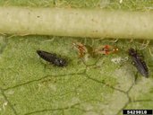 Adult and Larvae