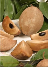 Credit: © Ian Maguire UF/IFAS/TREC sapodilla