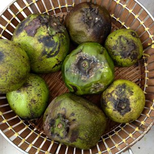 Credit: Edible South Florida Ripe black sapotes are soft and wrinkly.