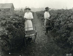 Women picking evergreen blackberries in western Oregon