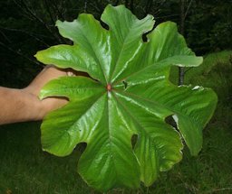 Cecropia peltata