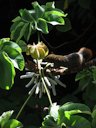 Ardilla aliment&aacute;ndose de los frutos del Yagrumo (Cecropia peltata)