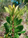Strawberry Tree Arbutus unedo, Islas Baleares, Espa&ntilde;a