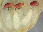Arbutus unedo (Madro&ntilde;o) - Estambres, detalle. (se ha abierto la corola)