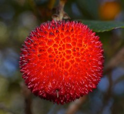Strawberry Tree (Arbutus unedo) fruit, Valcrose, Aniane, H&eacute;rault, France