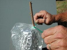 Credit: Julian W. Sauls, Aggie Horticulture®, Texas A&M AgriLife Extension Tying the bag to the scion