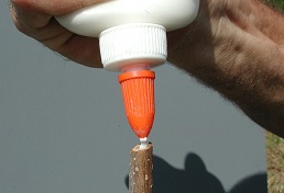 Credit: Julian W. Sauls, Aggie Horticulture®, Texas A&M AgriLife Extension Apply glue to the top of the scion