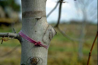 After Removing a Branch