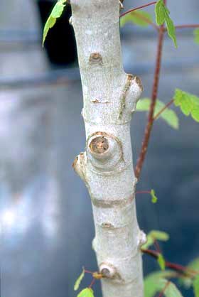 Good Pruning Cut