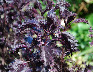 Purple Ruffles Basil