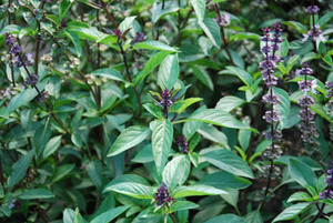 Thai Basil
