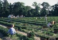 Recently transplanted sweetpotato