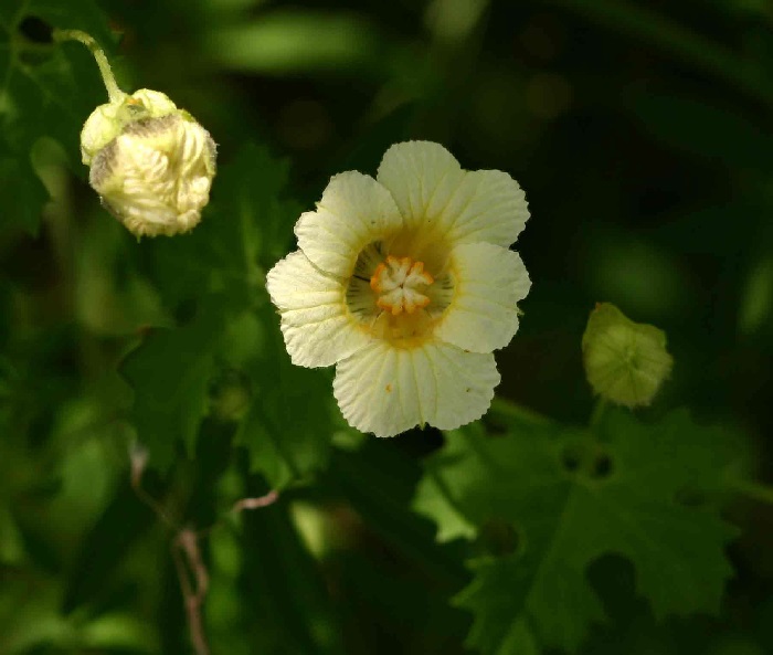 Momordica balsamina flower