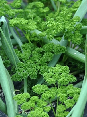 Credit: Gardening Solutions, University of Florida Parsley leaves close up