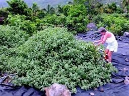 Credit: Ken Love, © 2007, University of Hawai‘i Harvesting poha at the 12-Trees Project orchard