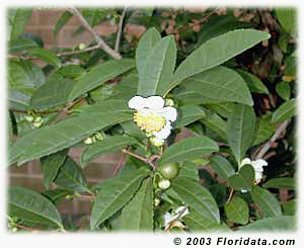 Credit: © 2003 Floridata.com These are tea leaves and flowers of var. sinensis