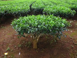 Camellia sinensis (L.) Kuntze