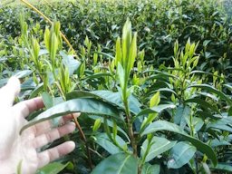 Camellia sinensis