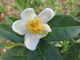 Flower of a tea plant