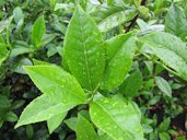 Camellia sinensis (Tea), leaves, Kula Agriculture Station, Maui, Hawai'i