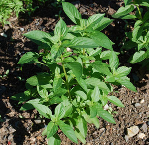 Lemon Basil